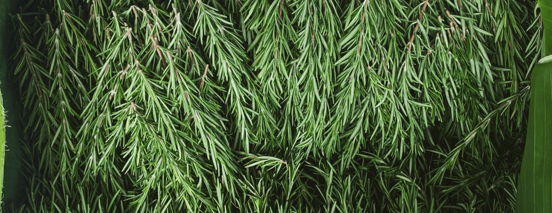 Nithan Herb landscape banner