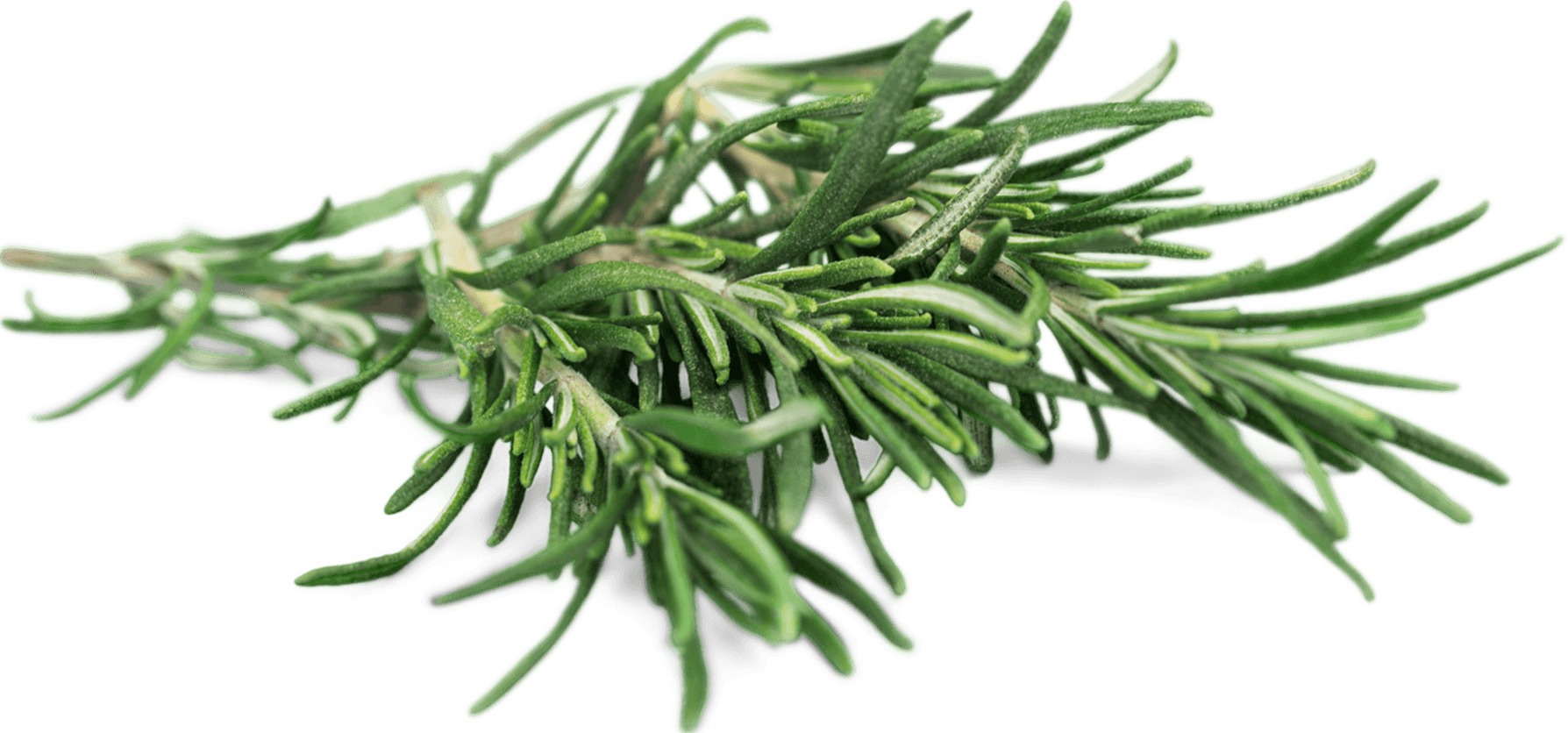 โรสแมรี่ (Rosemary)