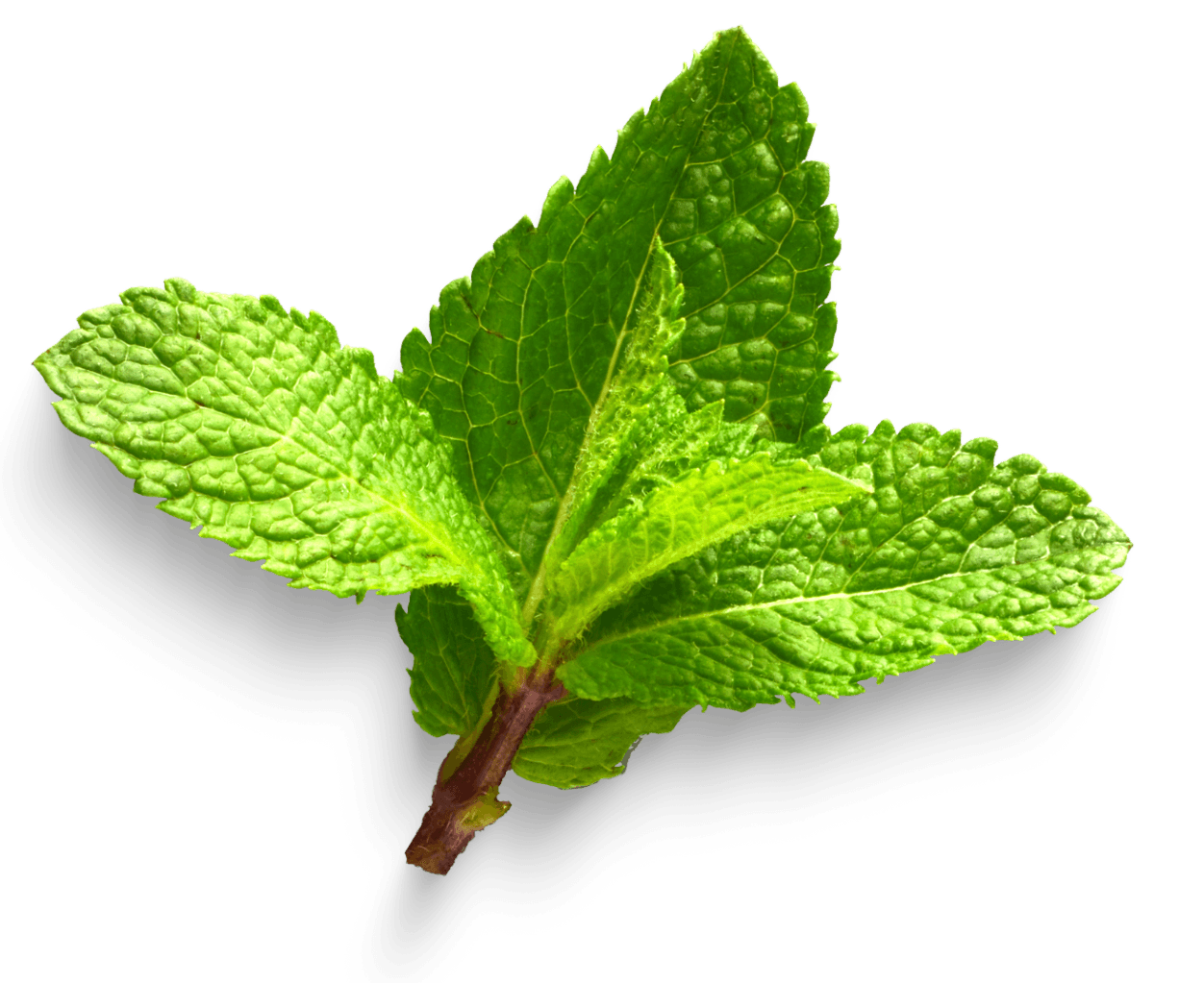 มิ้นท์ (Mint)