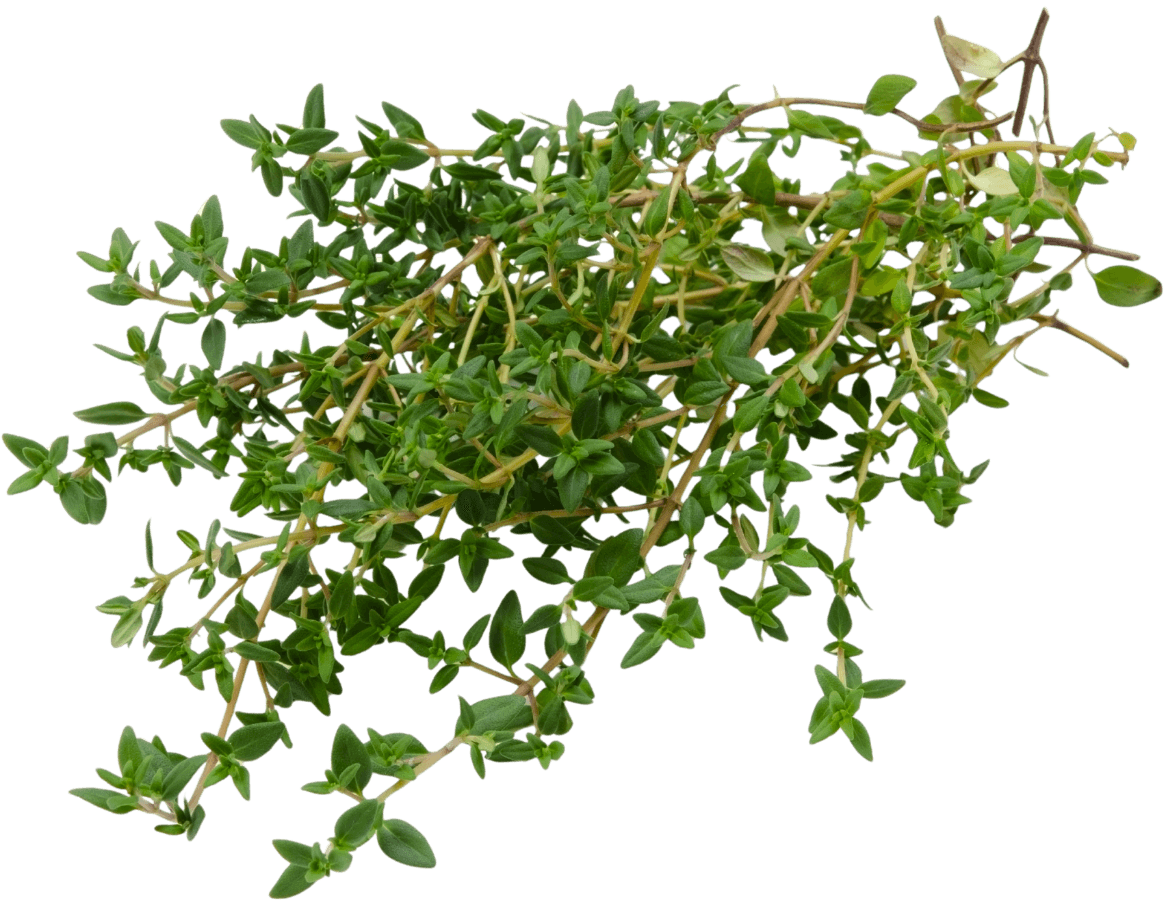 ไทม์ (Thyme)